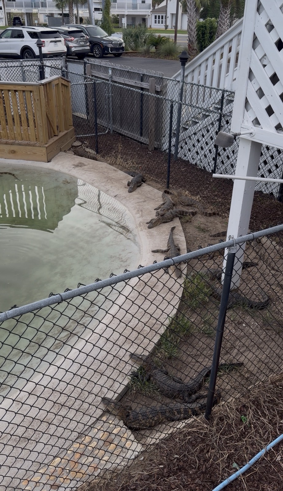 Live alligators on the bank of the fenced pond outside Bayou Bill's Crab House